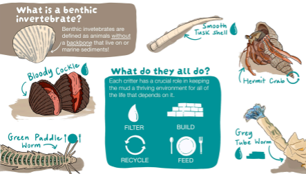 Illustration of Roebuck Bay benthic invertebrates, including the Bloody Cockle, Smooth Tusk Shell, Hermit Crab, Green Paddle Worm and Grey Tube Worm, and how they filter, build, recycle and feed